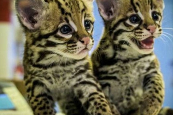 Ocelot Kittens WhatsApp: +27842597191