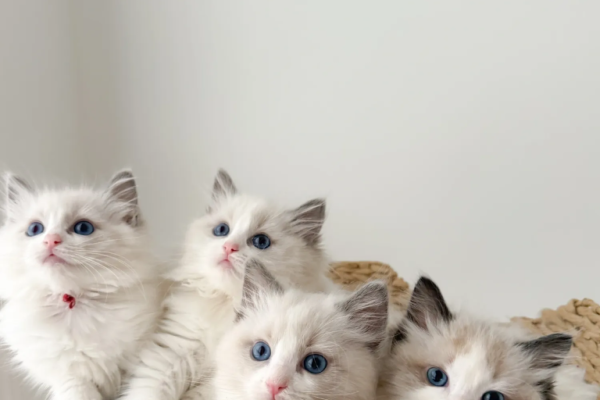 Ragdoll cat