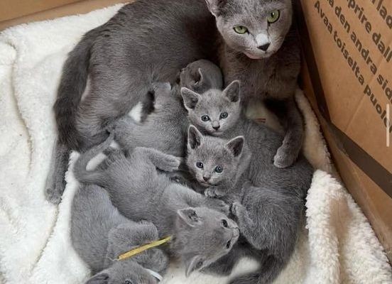 Russian Blue Kittens