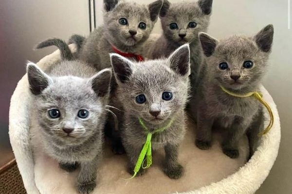Russian Blue Kittens