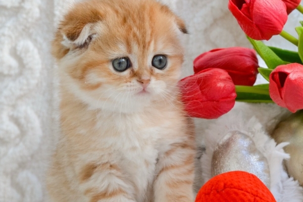 Scottish Fold