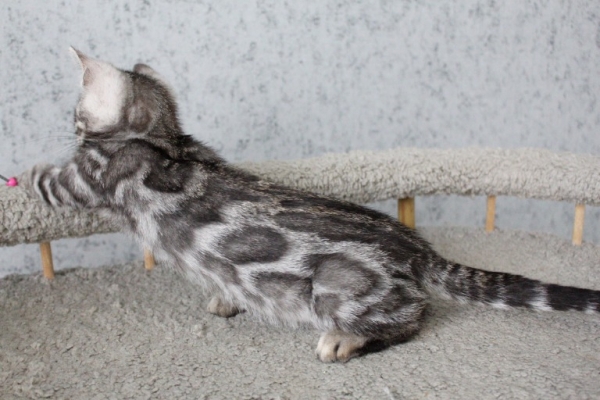 Snow/Silver/Charcoal/Brown Bengal Kittens WhatsApp: +27842597191