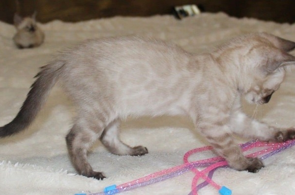 Snow/Silver/Charcoal/Brown Bengal Kittens WhatsApp: +27842597191