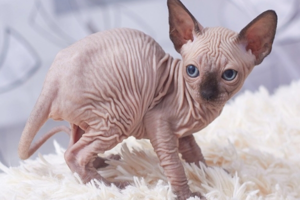 Sphynx kittens