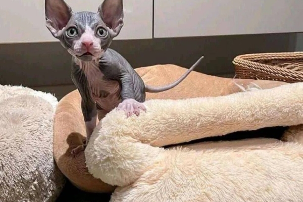 Sphynx Kittens Available