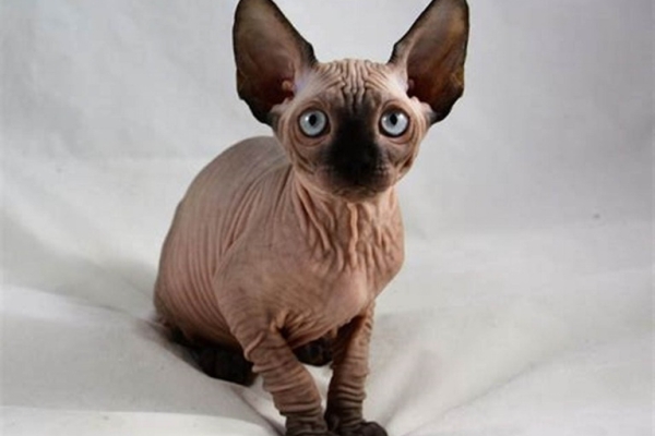 Sphynx Kittens Available