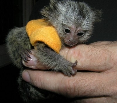 Male and female Marmoset monkeys.whatsapp me for more information:+447490124950