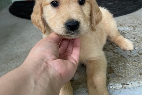 Labrador puppies seeking forever home