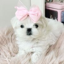 Two  Maltese Puppies Needs a New Family