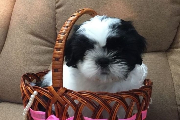 Healthy shih tzu puppies for adoption