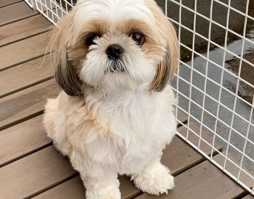 Healthy shih tzu puppies for adoption