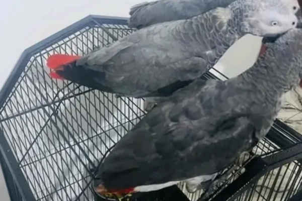 African Grey parrots