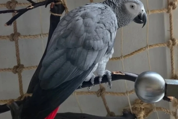 African Grey parrots, WhatsApp me 07537103067
