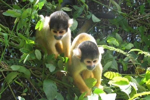 Male and Female Squirell marmoset monkeys for a adoption .whatsapp me for more information:+447490124950