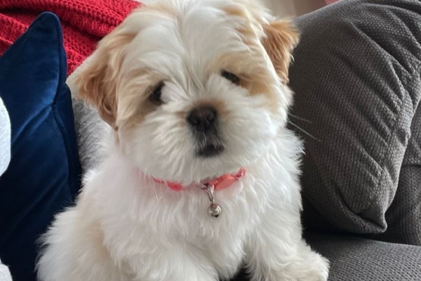 Healthy shih tzu puppies for adoption