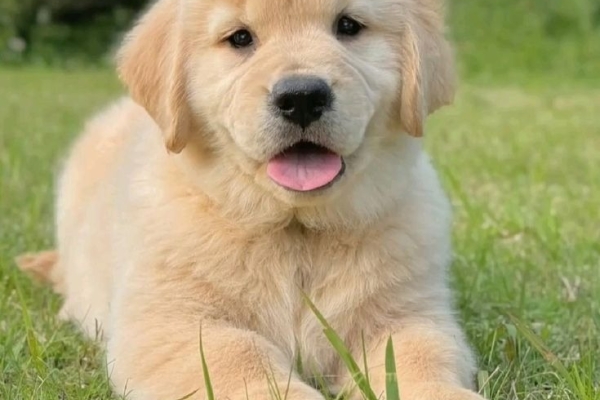 Labrador puppies seeking forever home