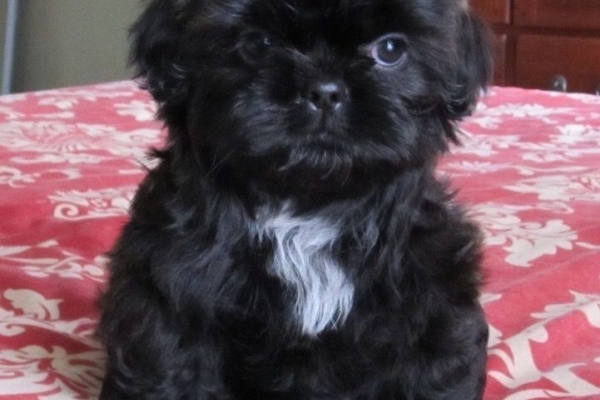 Healthy shih tzu puppies for adoption