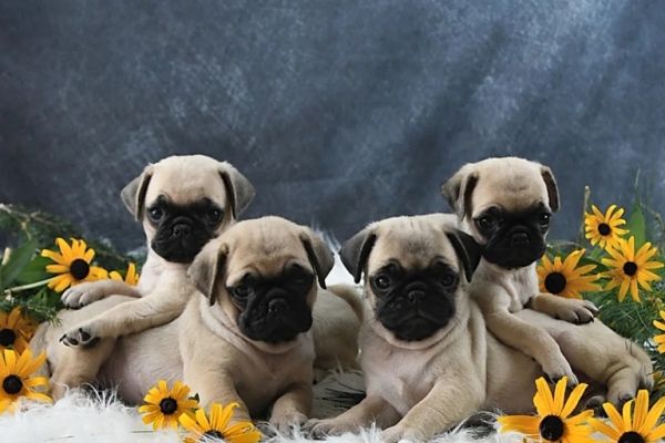 charming little boy Pug Puppy