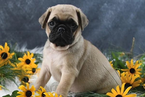 charming little boy Pug Puppy
