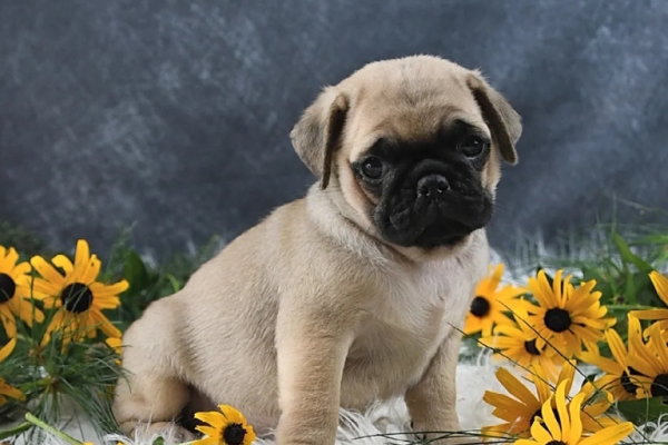 charming little boy Pug Puppy