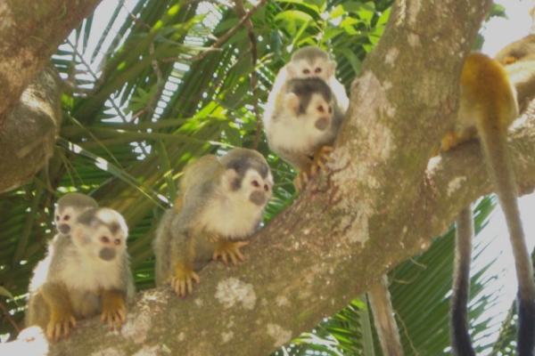 Male and Female Squirell marmoset monkeys for a adoption .whatsapp me for more information:+447490124950