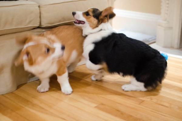 Friendly Short Legs Pembroke Corgi Puppies For You