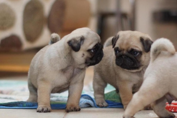 Playful and Trained Pugs Puppies