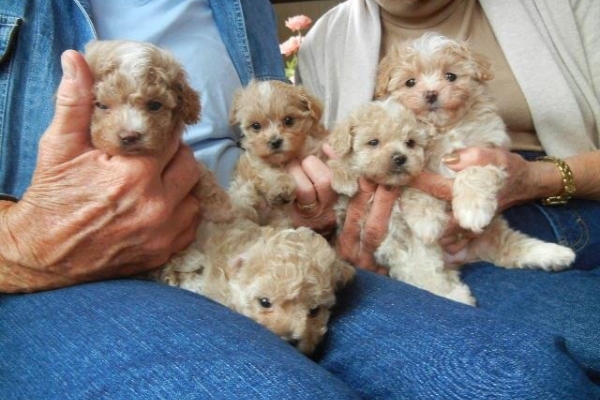 Home Raised Maltipoo Puppies Ready Now