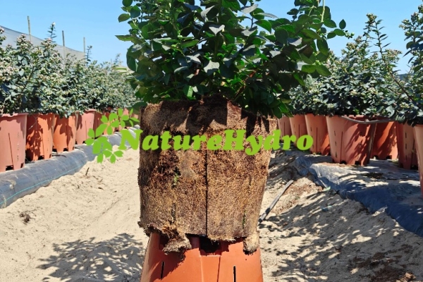 30L Round Pots Wholesale