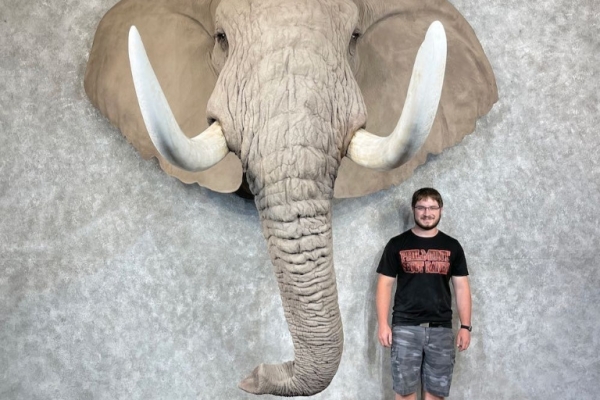 African Elephant Replica Taxidermy Shoulder Mount for Sale .