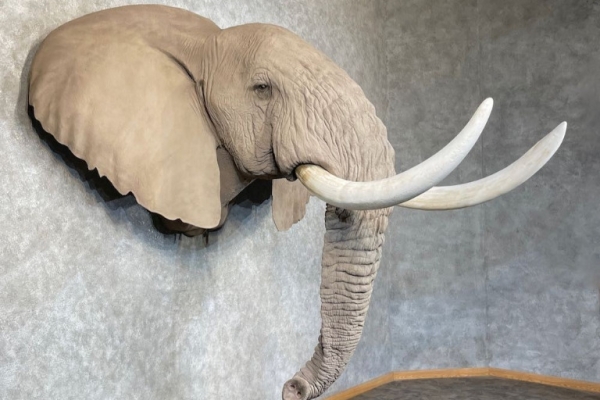 African Elephant Replica Taxidermy Shoulder Mount for Sale .