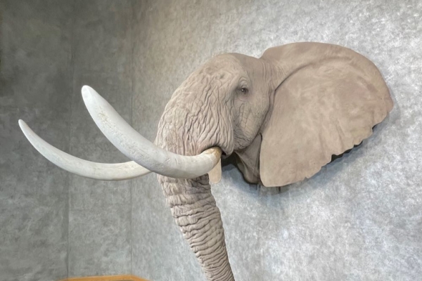African Elephant Replica Taxidermy Shoulder Mount for Sale .