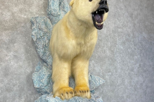 Polar Bear Life‑Size Taxidermy Mount for Sale .