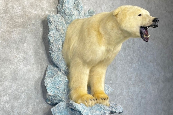 Polar Bear Life‑Size Taxidermy Mount for Sale .