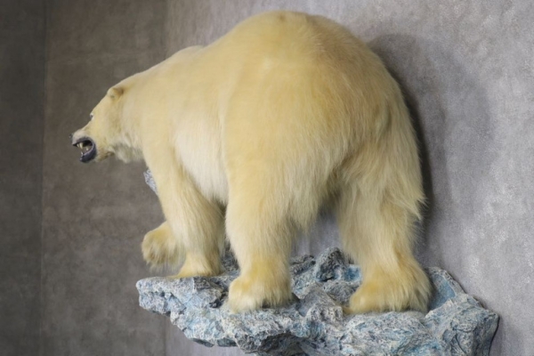 Polar Bear Life‑Size Taxidermy Mount for Sale .