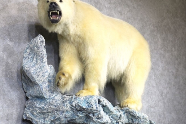 Polar Bear Life‑Size Taxidermy Mount for Sale .
