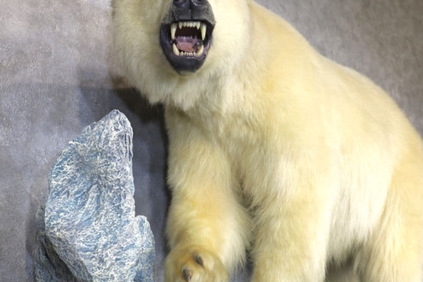 Polar Bear Life‑Size Taxidermy Mount for Sale .