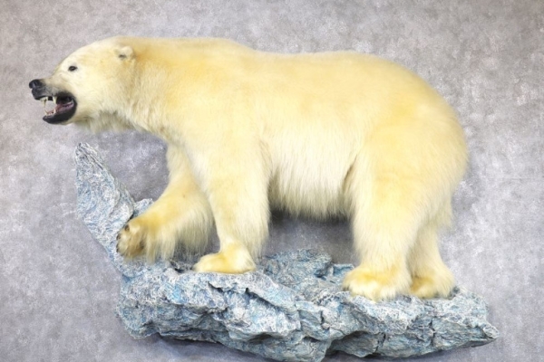 Polar Bear Life‑Size Taxidermy Mount for Sale .