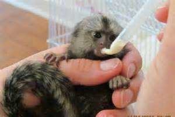 Hand Raised Pygmy Marmoset Monkey for Sale