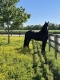 GOLBERG is 7 years old beautiful and safe Friesian Gelding
