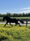 GOLBERG is 7 years old beautiful and safe Friesian Gelding
