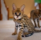 African Serval Kittens WhatsApp: +27842597191