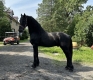 GOLBERG is 7 years old beautiful and safe Friesian Gelding