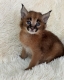 Caracal Kittens WhatsApp: +27842597191