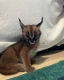 Caracal Kittens WhatsApp: +27842597191