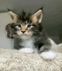 Maine Coon Kittens Available