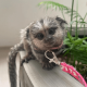 Beautiful Marmoset monkeys available.