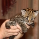 Ocelot Kittens WhatsApp: +27842597191