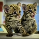 Ocelot Kittens WhatsApp: +27842597191
