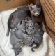 Russian Blue Kittens